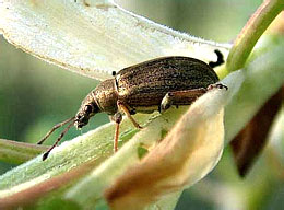 Phyllobius pyri (Curculionidae)