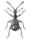 Short-winged mold beetles (Pselaphidae)