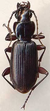 Pterostichus macer, 