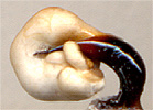  Pterostichus jungens