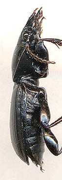 Pterostichus procax, 