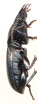 Pterostichus sungariensis, 