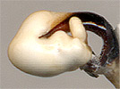  Pterostichus sungariensis