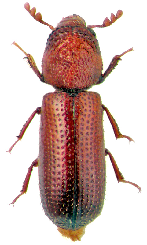 Rhizopertha dominica F.