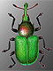  (Rhynchitidae)