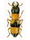 Rove beetles (Staphylinidae)