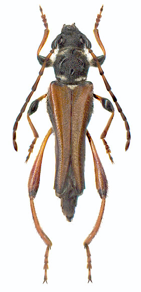  Stenopterus rufus  - female