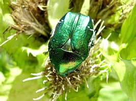 Cetonia aurata (Scarabaeidae)