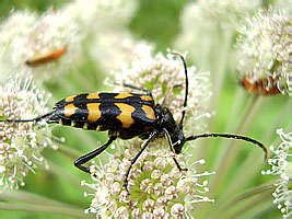   - Leptura quadrifasciata Linnaeus, 1758 (Cerambycidae)