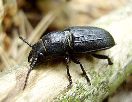   - Spondylis buprestoides (Linnaeus, 1758) (Cerambycidae)