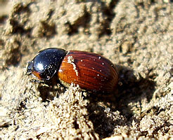   - Aphodius fimetarius (Linnaeus, 1758) (Scarabaeidae)