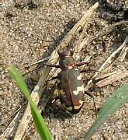  Cicindela hybrida L. (Carabidae)