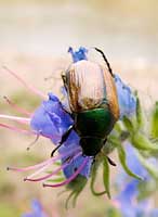   Anomala dubia (Scarabaeidae)