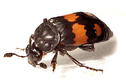 Nicrophorus vespilloides