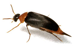 Mordellochroa abdominalis (F., 1775)