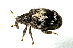 Rhynchaenus salicis L.
 
