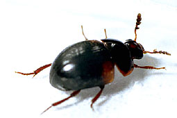 Anisotoma sp.
