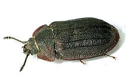 Peltis grossum (L., 1758)