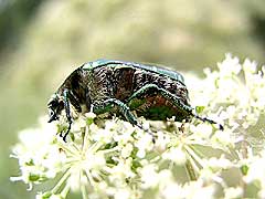   Cetonia aurata<br> (Scarabaeidae)