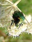   Cetonia aurata<br> (Scarabaeidae)