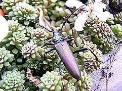   Aromia moschata<br> (Cerambycidae)