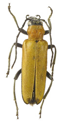 Anoncodes ustulata (Fabricius, 1787) <br> (Oedemeridae)