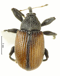 Anthonomus  phyllocola  (Herbst, 1795) <br> (Curculionidae)