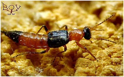  Paederus riparius (Staphylinidae)