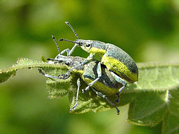 Chlorophanus viridis