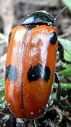  Clytra quadripunctata<br> (Chrysomelidae)