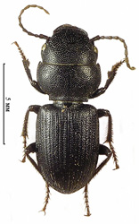 Dixus obscurus (Dejean, 1825)  <br> (Carabidae)