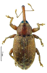 Dorytomus (Olamus) rufatus (Bedel, 1886) <br> (Curculionidae)