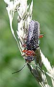  Cantharis sp.<br> (Cantharidae)