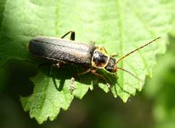  Cantharis sp.<br> (Cantharidae)