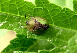  Cassida sp.<br> (Chrysomelidae)