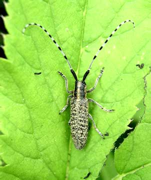  Agapanthia villosoviridescens<br> (Cerambycidae)