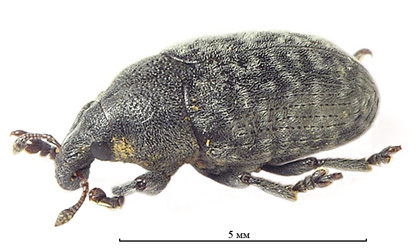 Larinus obtusus (Gyllenhal, 1836)  <br> (Curculionidae)
