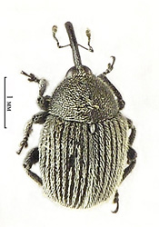 Miarus graminis (Gyllenhal, 1813) <br> (Curculionidae)