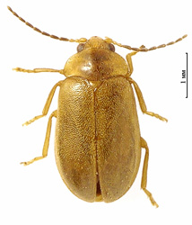 Microcara testacea (Linnaeus, 1767)  <br> (Scirtidae)