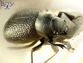  Pimelia capito (Tenebrionidae)