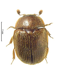 Pocadius ferrugineus (Fabricius, 1775) <br> (Nitidulidae)