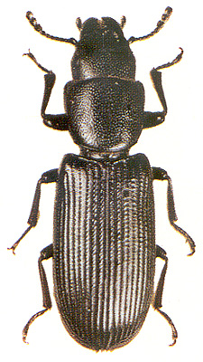 Temnoscheila japonica
