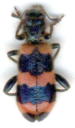 Trichodes apiarius - female