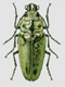  (Trictenotomidae)