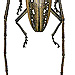 Batocera wallacei Thomson, 1858  male