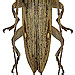 Sybra bipunctata (Heller, 1924) male