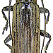 Ichthyodes biguttula interruptelineata Heller, 1923