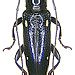 Ichthyodes acutipennis (Pascoe, 1867)