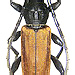 Lachnopterus auripennis (Newman, 1842)