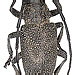 Pycnopsis brachyptera obsoleta Fahraeus, 1872